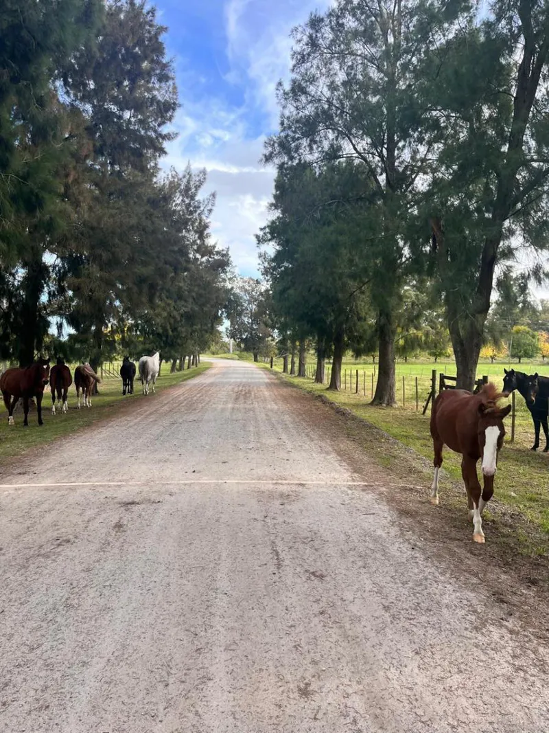 DEL VALLE, ARISTOBULO al 1300 Lote 9 19